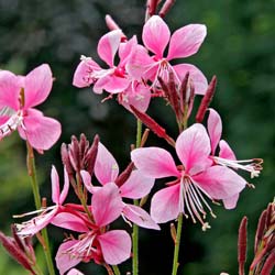 Gaura rosa de Lindheimer